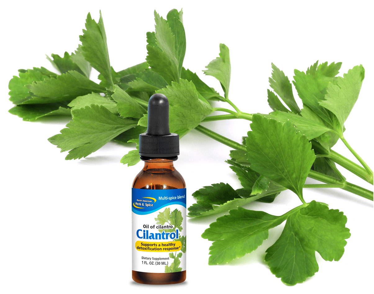 Cilantro North American Herb & Spice